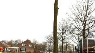 bomen kappen 